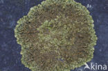 Neofuscelia verruculifera