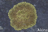 Neofuscelia verruculifera