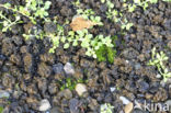 Lempholemma chalazanum