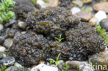 Lempholemma chalazanum