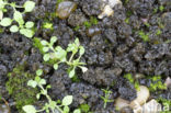 Lempholemma chalazanum