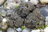 Lempholemma chalazanum