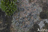 Donkere schotelkorst (Lecanora horiza)
