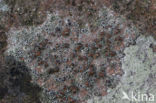 Donkere schotelkorst (Lecanora horiza)