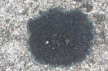 Zwarte grafkorst (Placynthium nigrum)