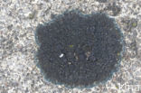 Ink lichen (Placynthium nigrum)