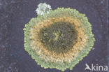 Wrattig schildmos (Neofuscelia verruculifera)