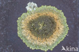 Neofuscelia verruculifera