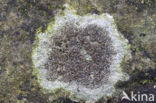 Kastanjebruine schotelkorst (Lecanora campestris)