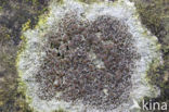 Kastanjebruine schotelkorst (Lecanora campestris)