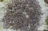 Kastanjebruine schotelkorst (Lecanora campestris)