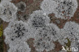 Chiseled sunken disk lichen (Aspicilia contorta)