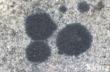 Ink lichen (Placynthium nigrum)