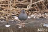 Waterrail (Rallus aquaticus)