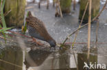 Waterrail (Rallus aquaticus)