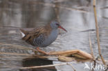 Waterrail (Rallus aquaticus)