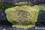 Gelobde citroenkorst (Caloplaca flavescens)