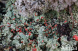 Powder-foot British soldiers (Cladonia incrassata)