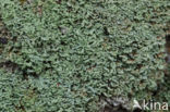 Powder-foot British soldiers (Cladonia incrassata)