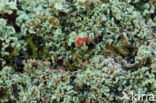 Powder-foot British soldiers (Cladonia incrassata)