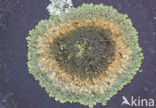 Neofuscelia verruculifera