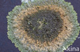 Neofuscelia verruculifera