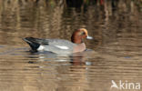 Wigeon (Anas penelope)