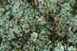 Powder-foot British soldiers (Cladonia incrassata)