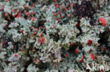 Powder-foot British soldiers (Cladonia incrassata)