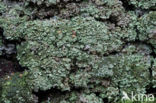 Turflucifer (Cladonia incrassata)