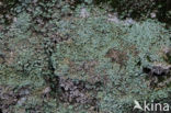 Turflucifer (Cladonia incrassata)