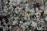 Powder-foot British soldiers (Cladonia incrassata)