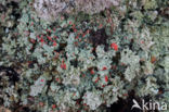 Powder-foot British soldiers (Cladonia incrassata)