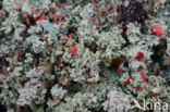 Powder-foot British soldiers (Cladonia incrassata)