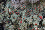 Powder-foot British soldiers (Cladonia incrassata)