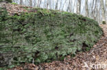 Powder-foot British soldiers (Cladonia incrassata)