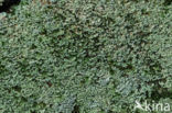 Turflucifer (Cladonia incrassata)