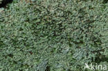 Powder-foot British soldiers (Cladonia incrassata)