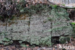 Turflucifer (Cladonia incrassata)