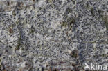 Grote runenkorst (Phaeographis inusta)