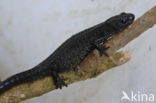 Kamsalamander (Triturus cristatus)