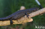 Kamsalamander (Triturus cristatus)