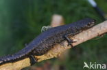 Kamsalamander (Triturus cristatus)