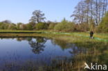 Great Crested Newt