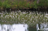 Waterviolet (Hottonia palustris)