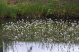 Waterviolet (Hottonia palustris)