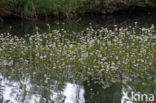 Waterviolet (Hottonia palustris)