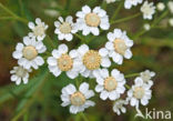 Sneezewort (Achillea ptarmica)