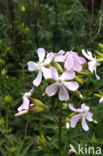 Soapwort (Saponaria officinalis)