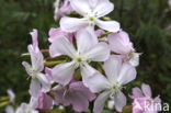 Soapwort (Saponaria officinalis)